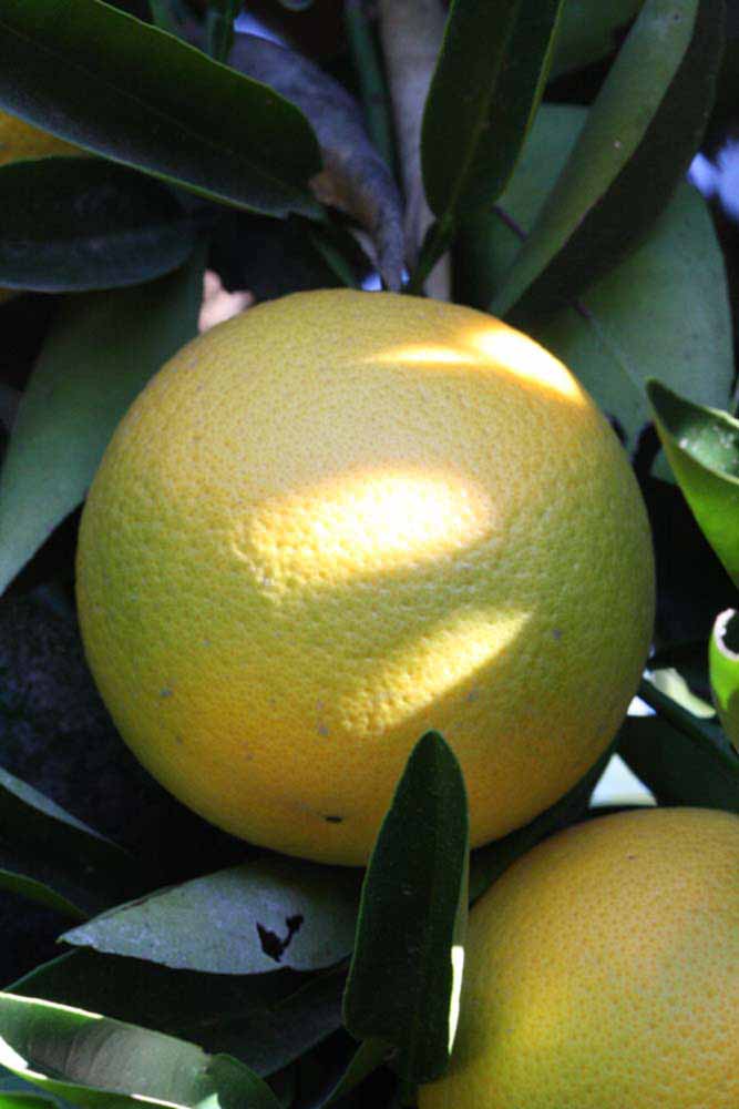              Fruit (Riverside, CA)       